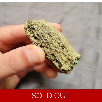 Rare Tyrannosaurus Rex T-Rex Bone Shard Fossil Theropod Dinosaur Rare Tyrannosaurus Rex T-Rex Bone Shard Fossil Theropod Dinosaur